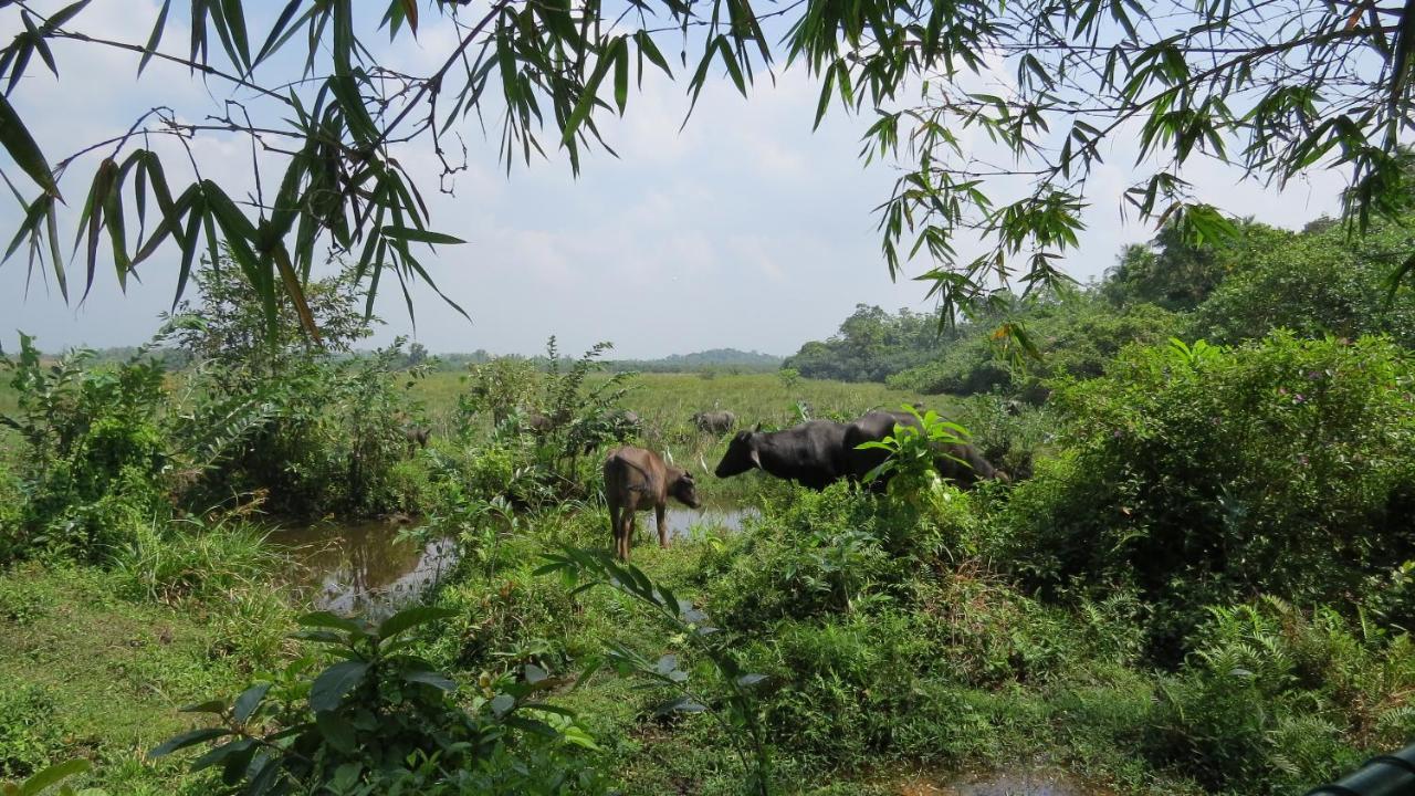 Avalon Village Resort Induruwa Eksteriør bilde