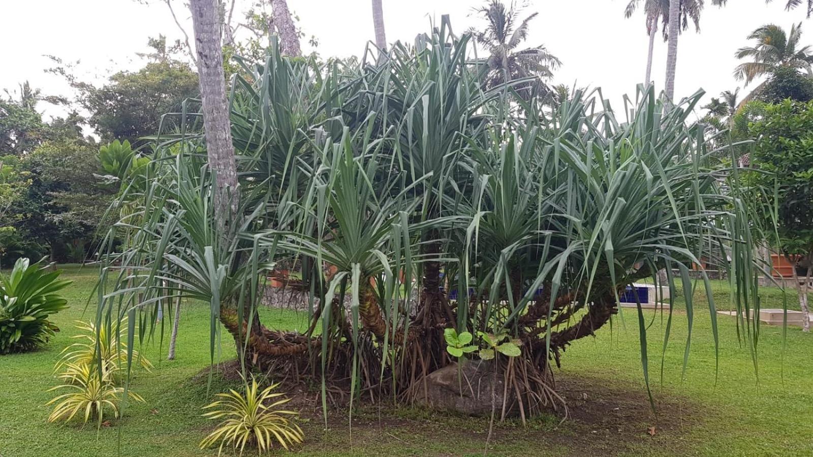 Avalon Village Resort Induruwa Eksteriør bilde